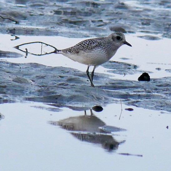 Black-bellied Plover - ML643694370