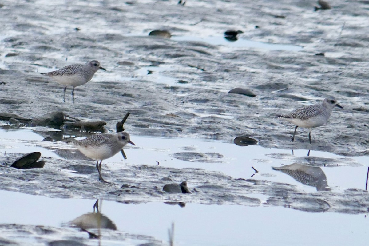 Black-bellied Plover - ML643694371