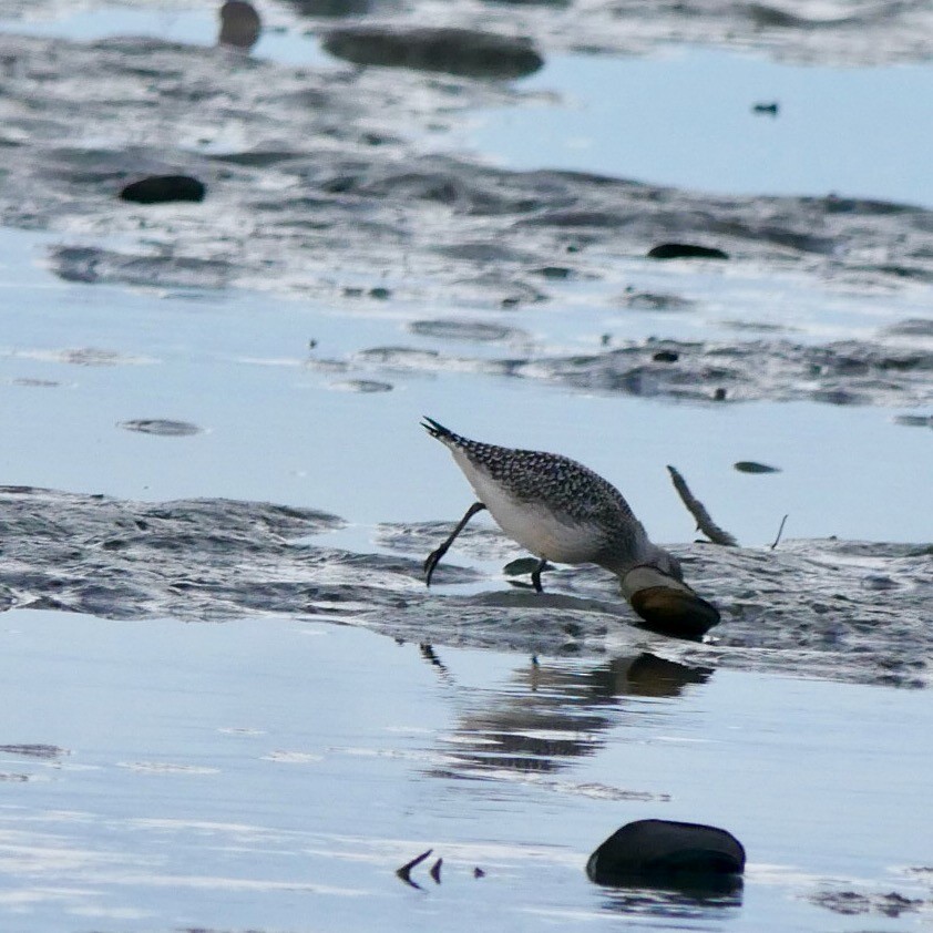 Black-bellied Plover - ML643694372