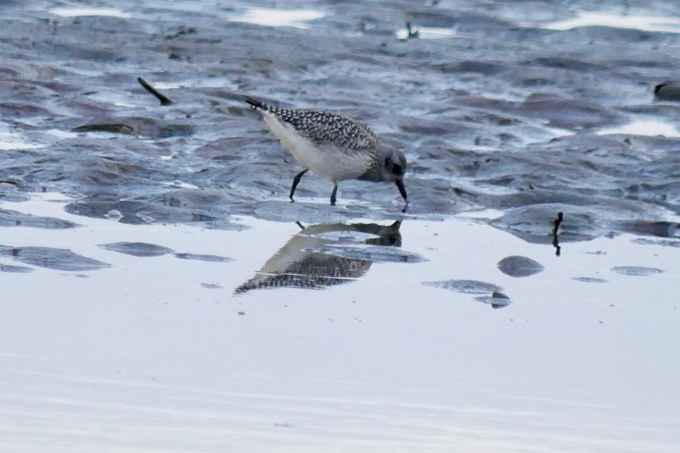 Black-bellied Plover - ML643694373