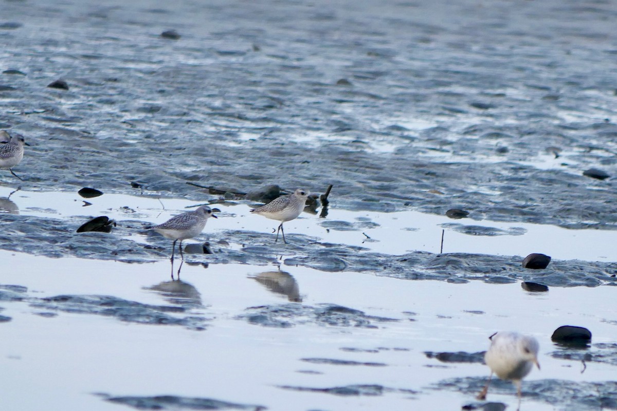 Black-bellied Plover - ML643694374