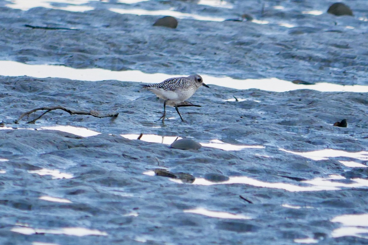Black-bellied Plover - ML643694375