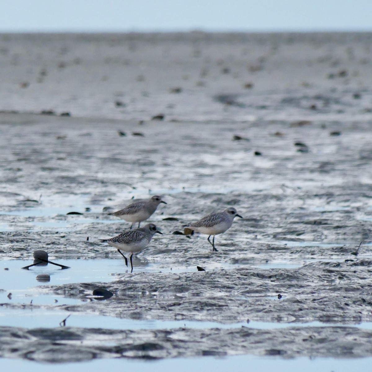 Black-bellied Plover - ML643694376