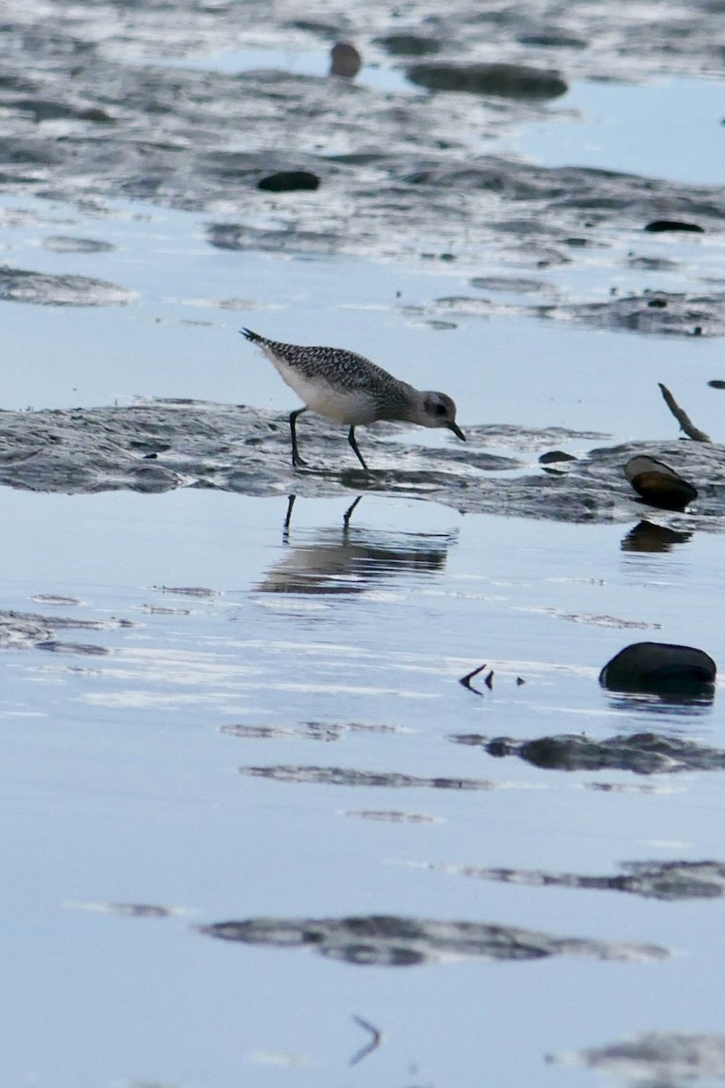 Black-bellied Plover - ML643694377