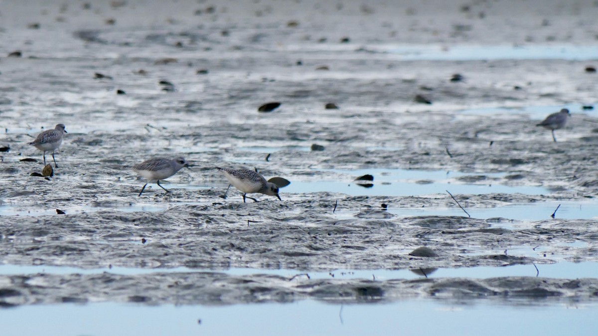 Black-bellied Plover - ML643694378