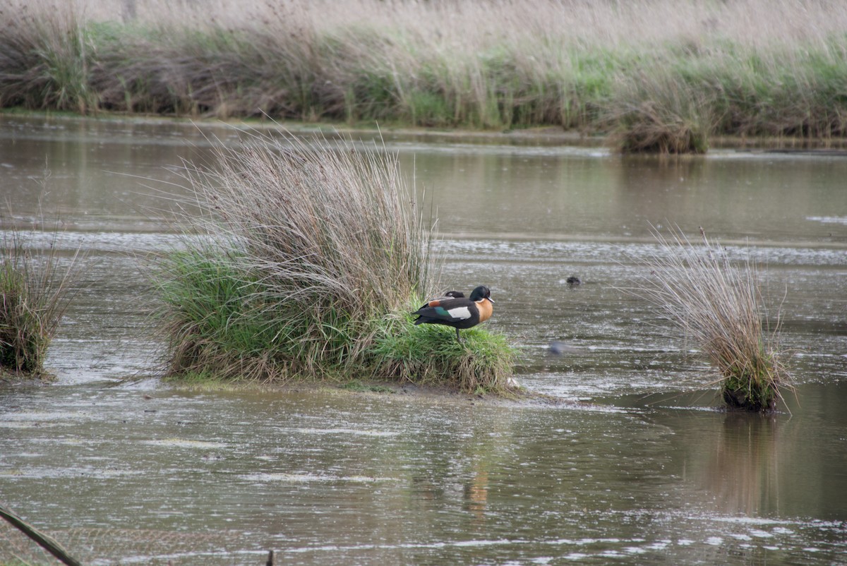 Australian Shelduck - ML643694389