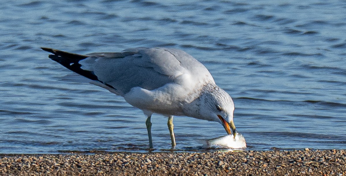 Ring-billed Gull - ML643694403