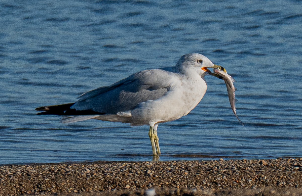 Ring-billed Gull - ML643694404
