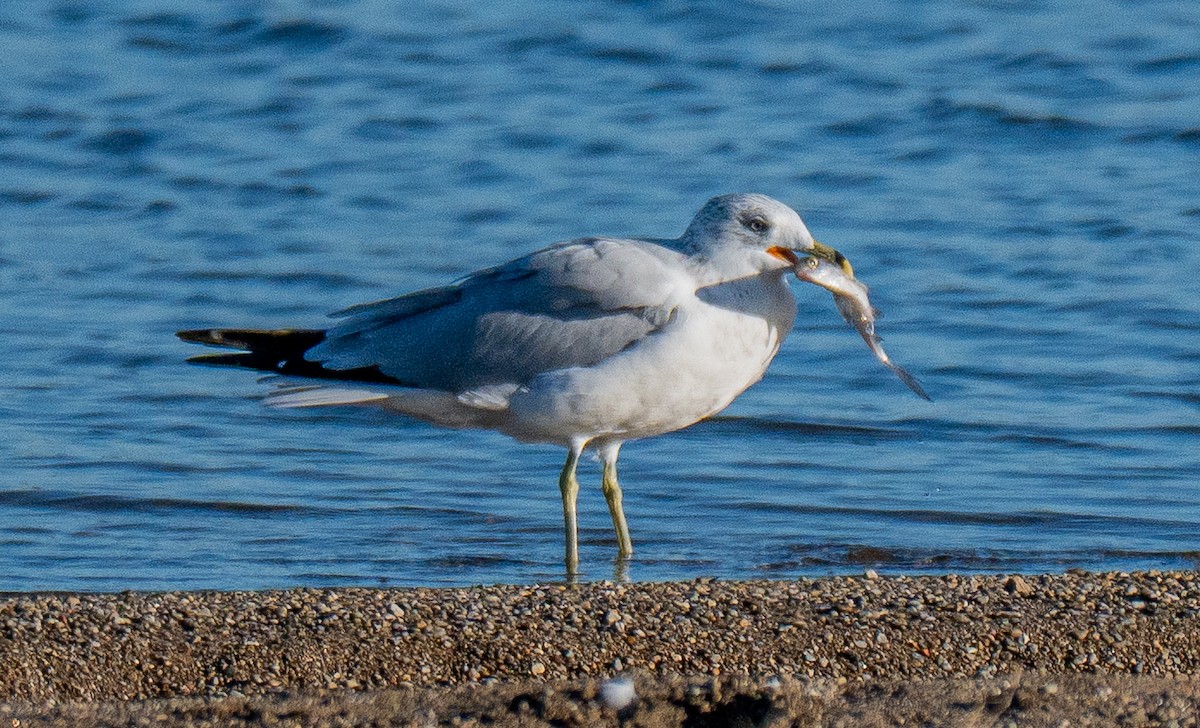 Ring-billed Gull - ML643694405