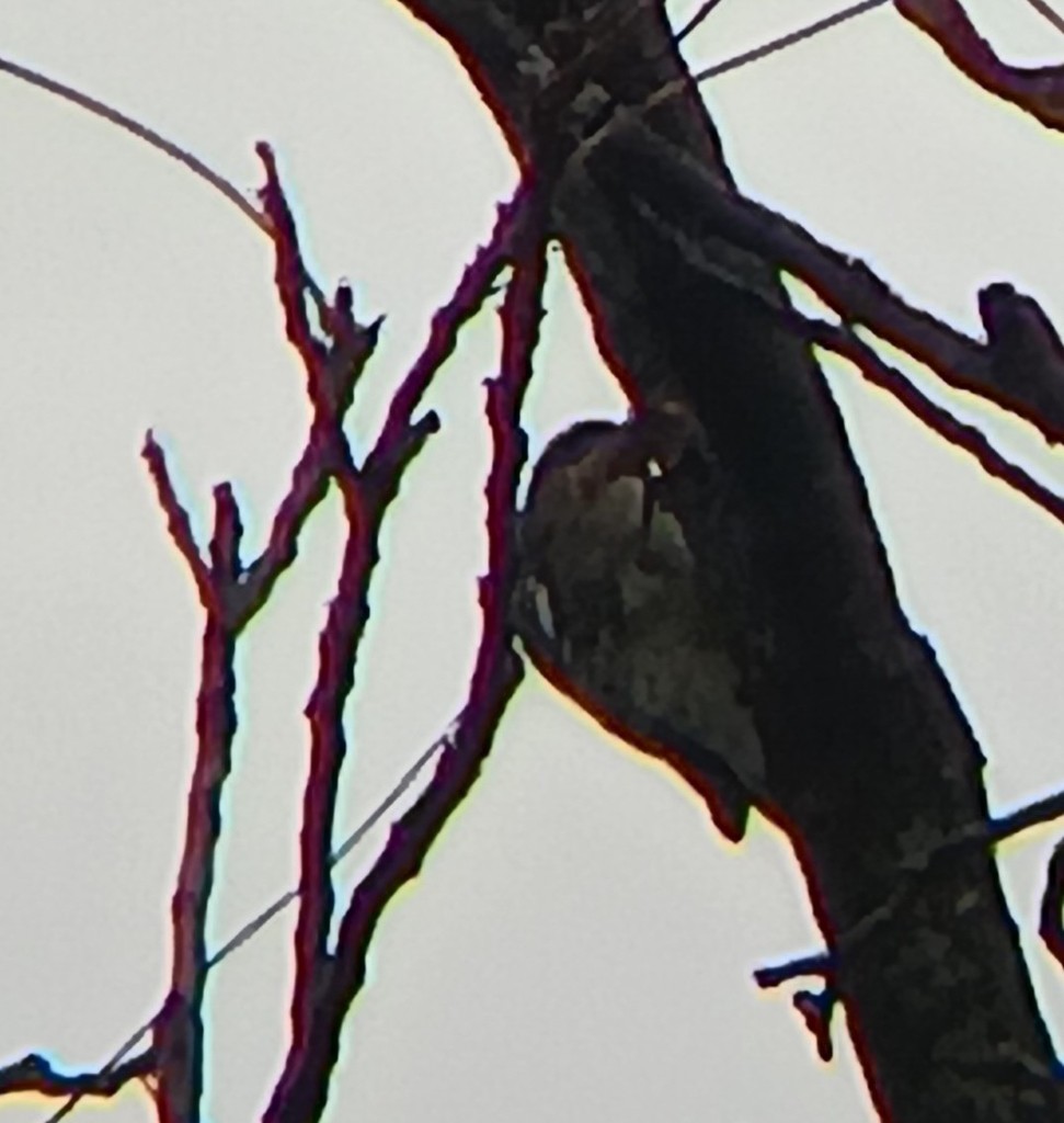 Yellow-bellied Sapsucker - ML643694414