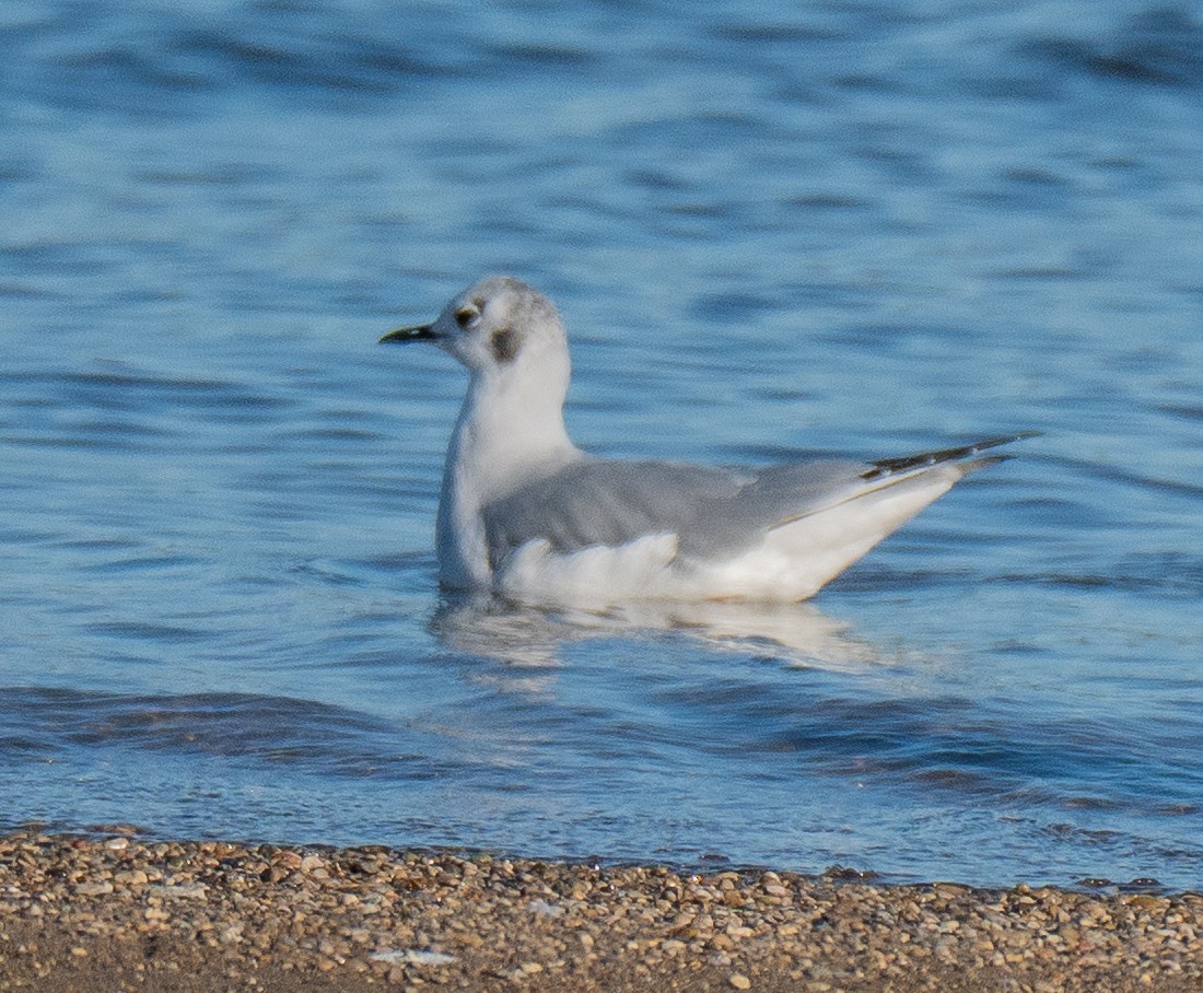 Bonaparte's Gull - ML643694426
