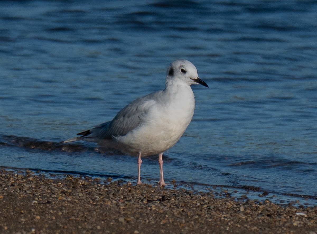 Bonaparte's Gull - ML643694427