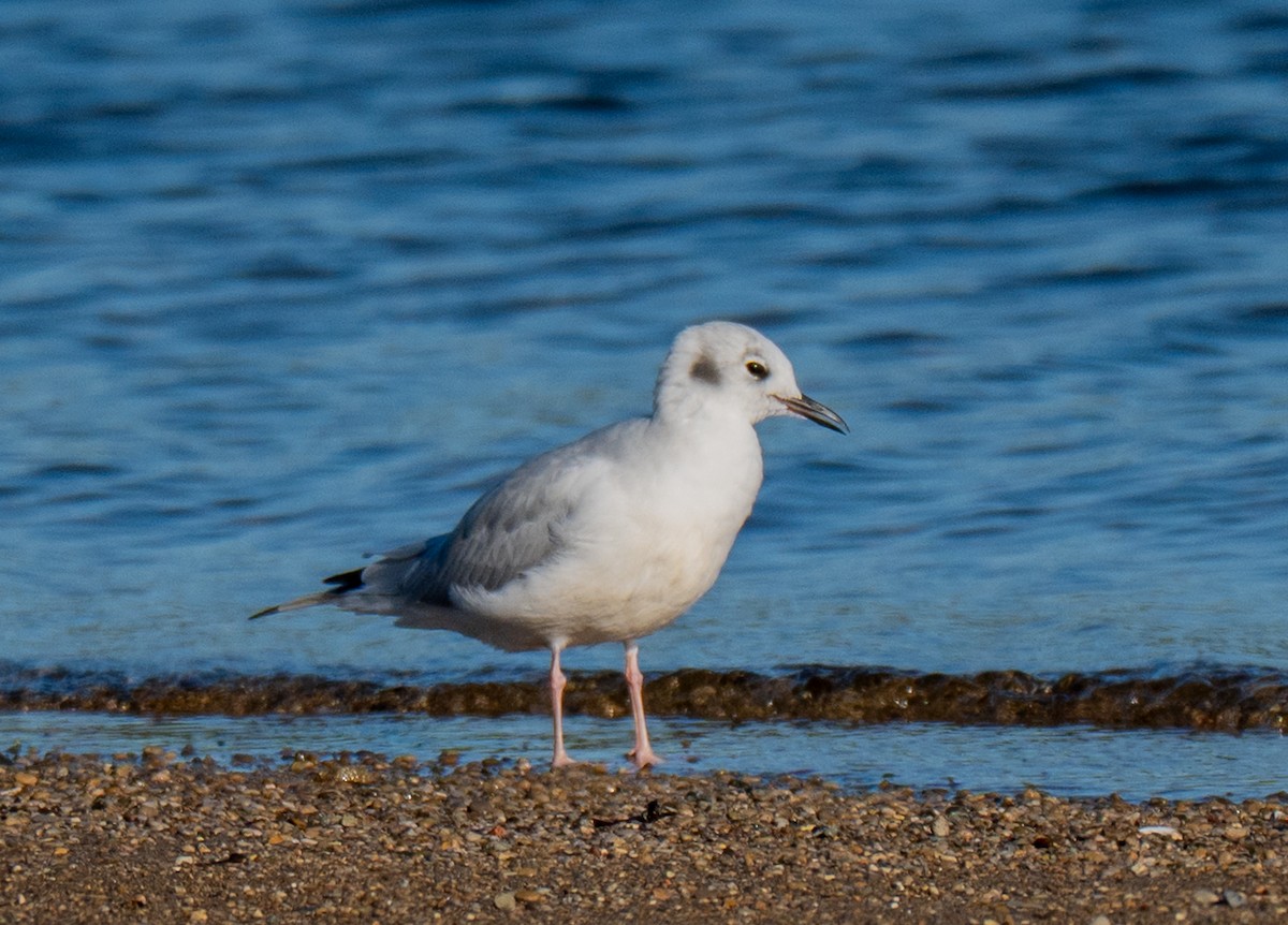 Bonaparte's Gull - ML643694428