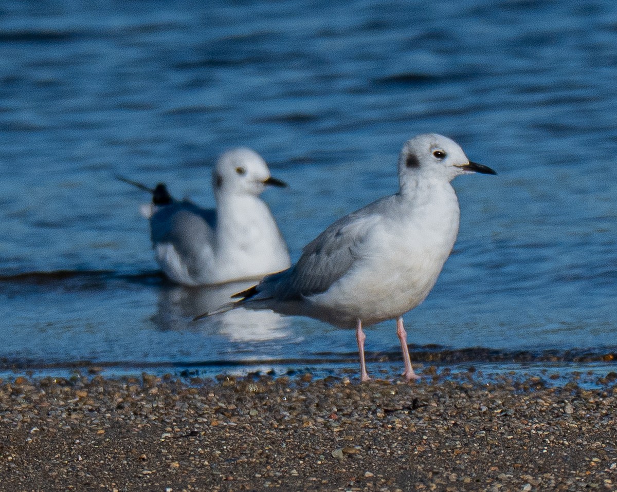 Bonaparte's Gull - ML643694429