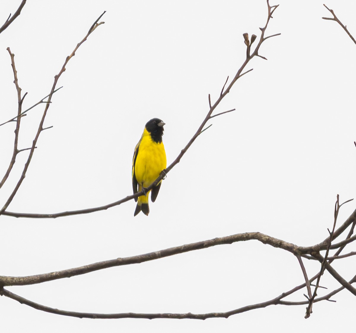 Hooded Siskin - ML643694447