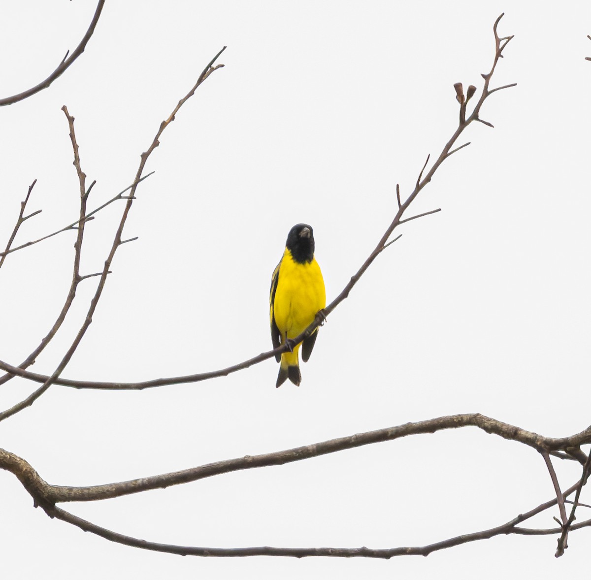 Hooded Siskin - ML643694448