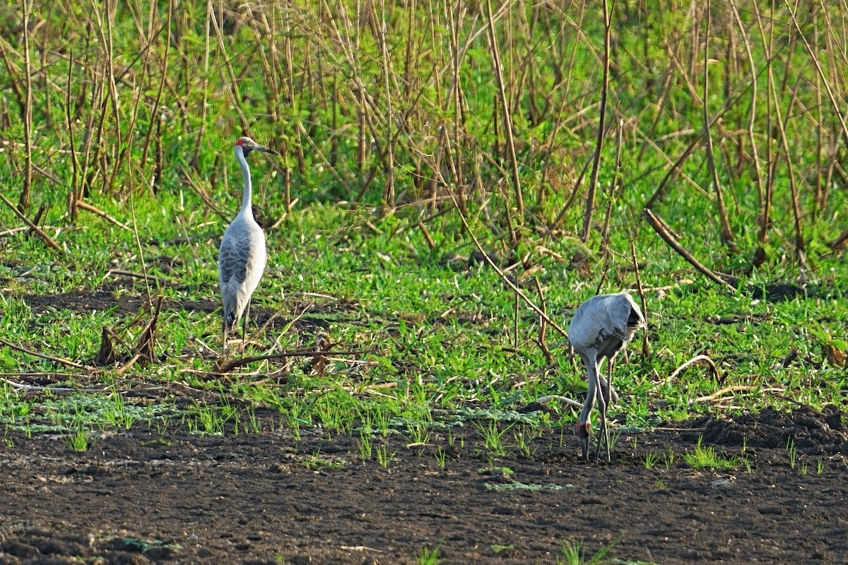 Brolga - ML643694449