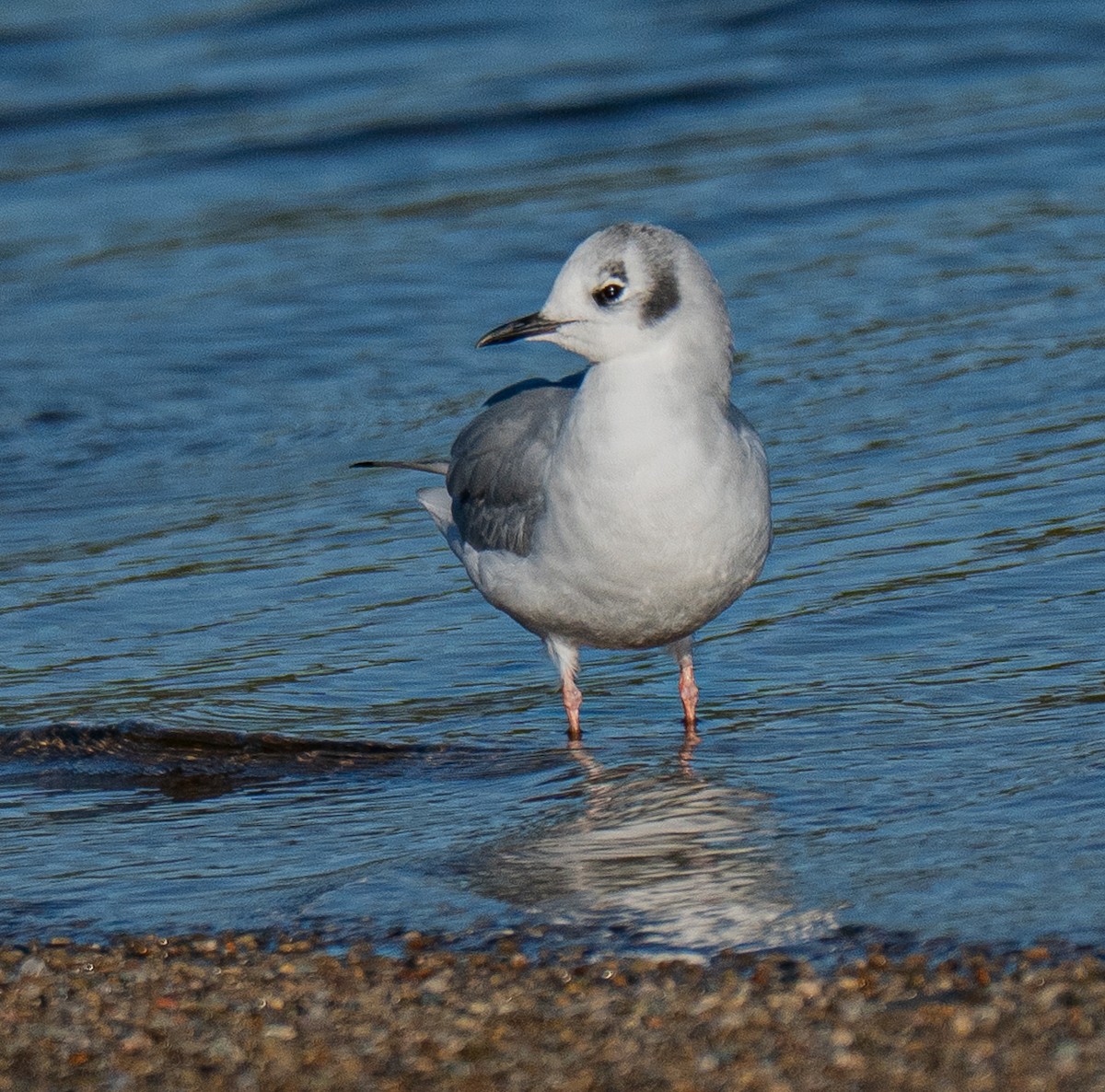 Bonaparte's Gull - ML643694450