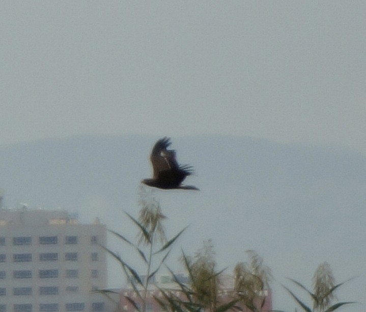 עיט חורש - ML643694464
