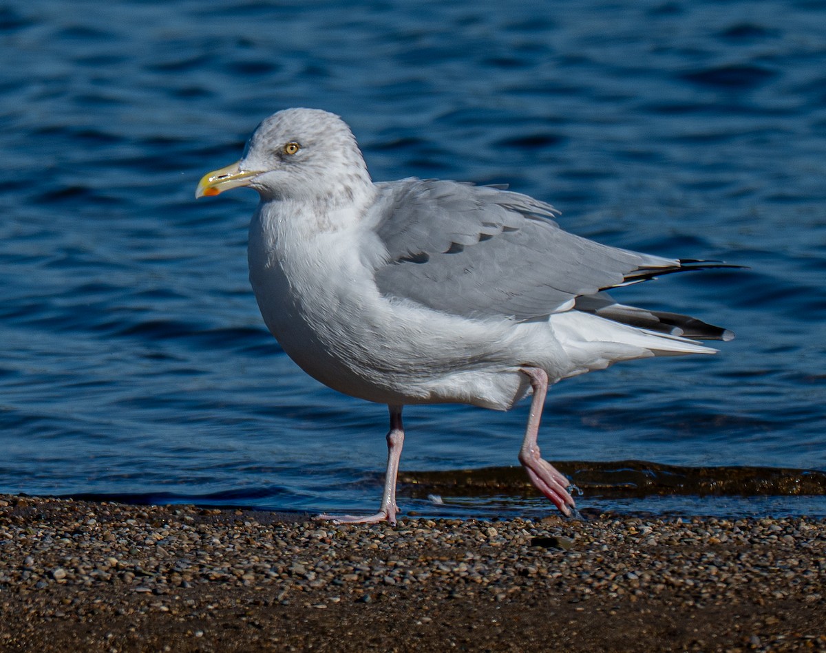 American Herring Gull - ML643694481