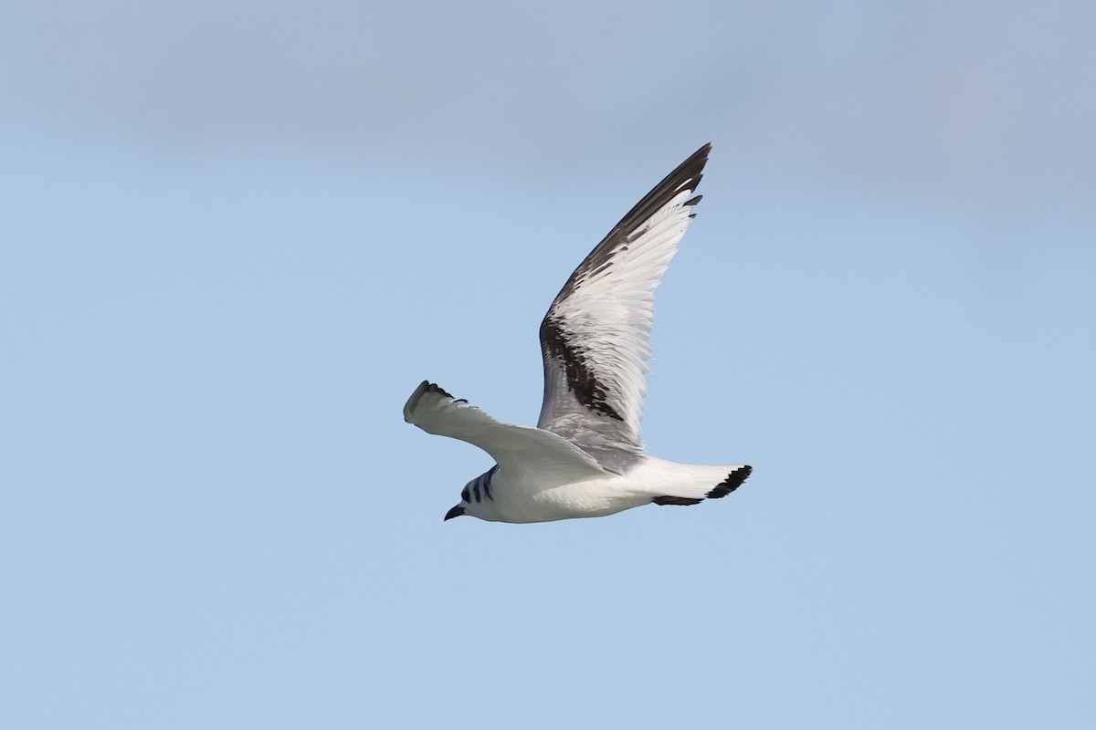 Gaviota Tridáctila - ML643694498