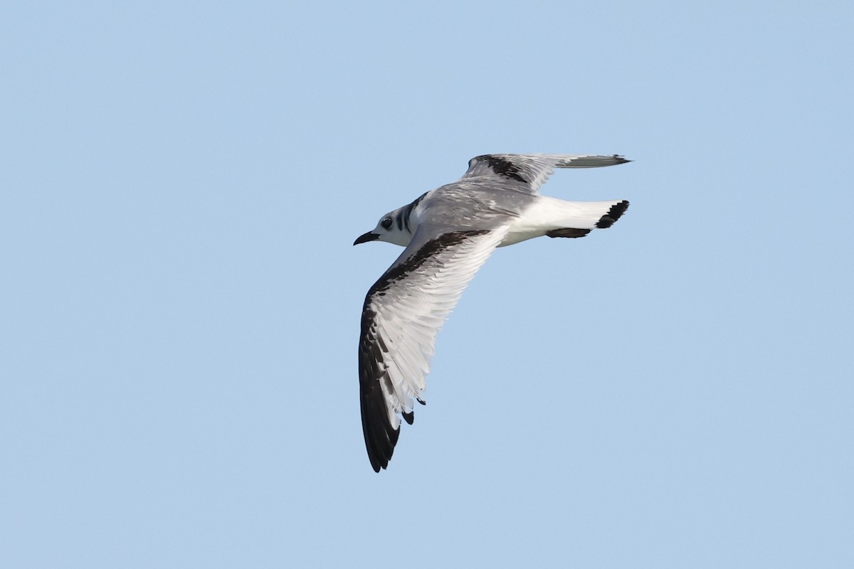 Gaviota Tridáctila - ML643694499
