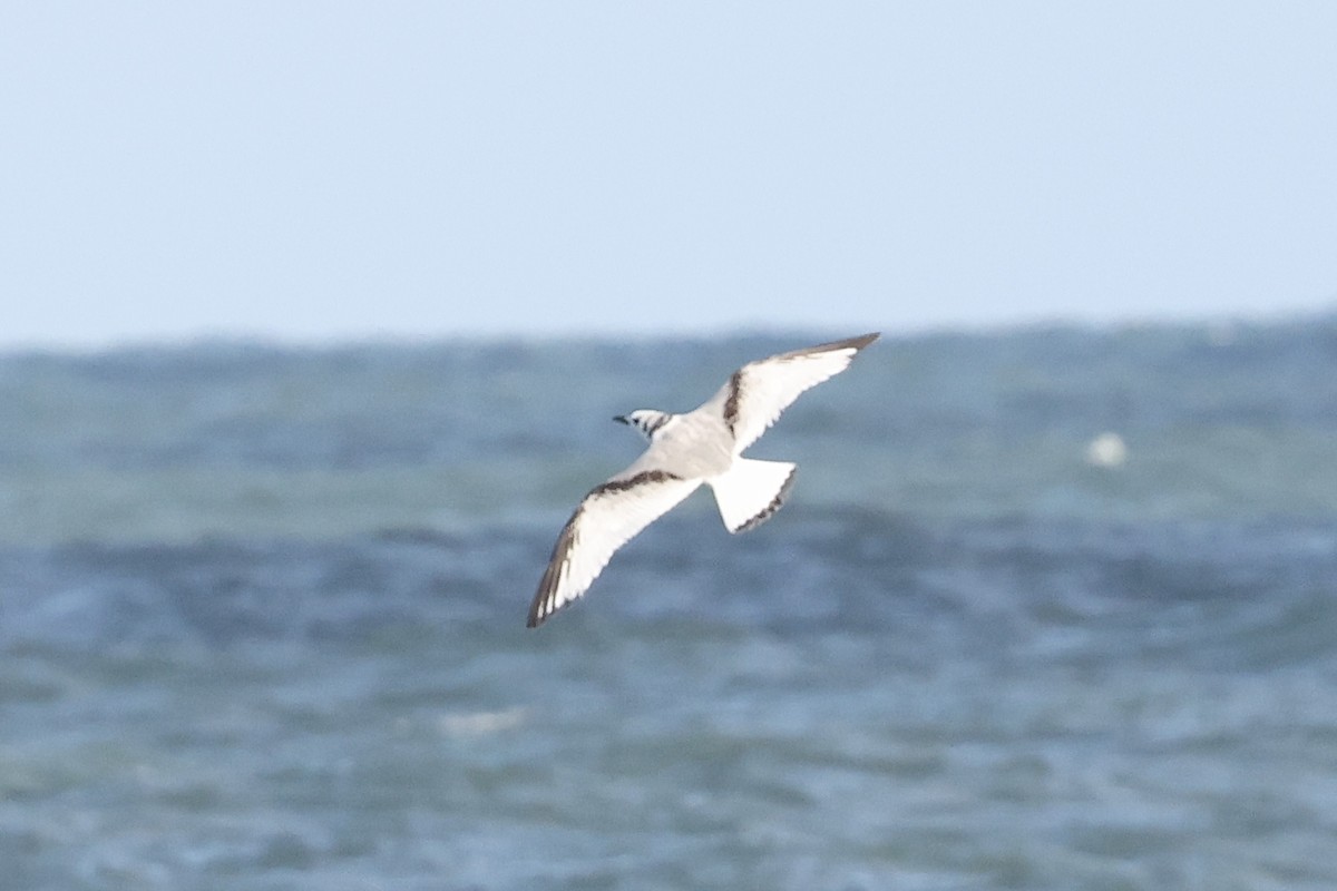 Gaviota Tridáctila - ML643694500