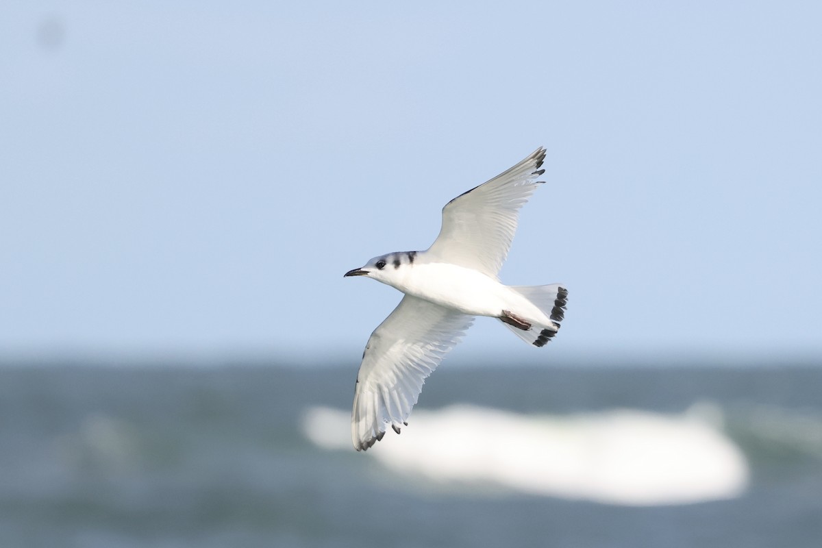 Gaviota Tridáctila - ML643694501