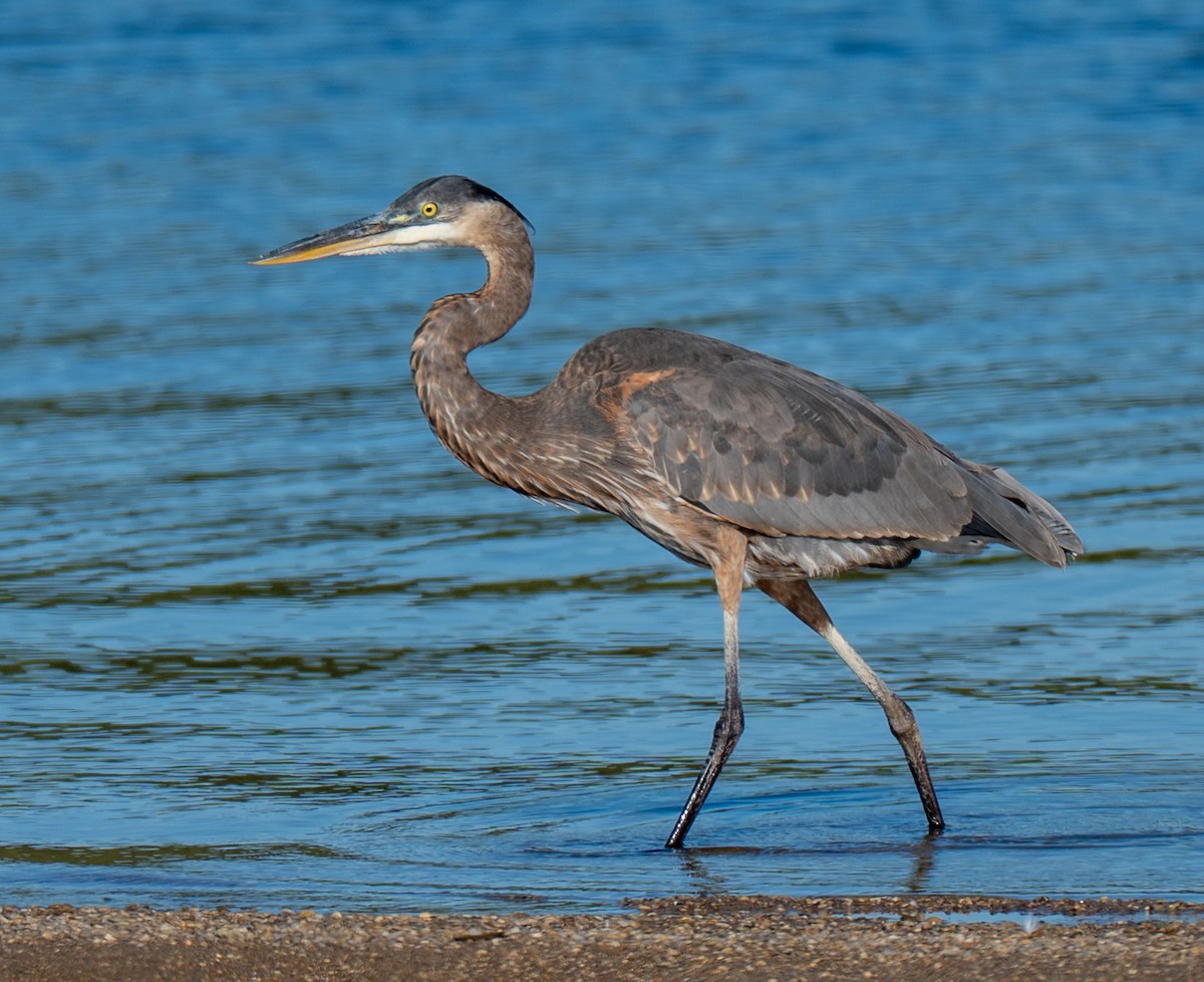 Great Blue Heron - ML643694504