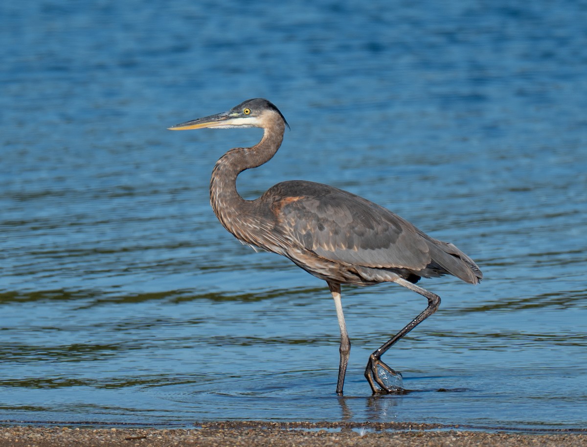 Great Blue Heron - ML643694505