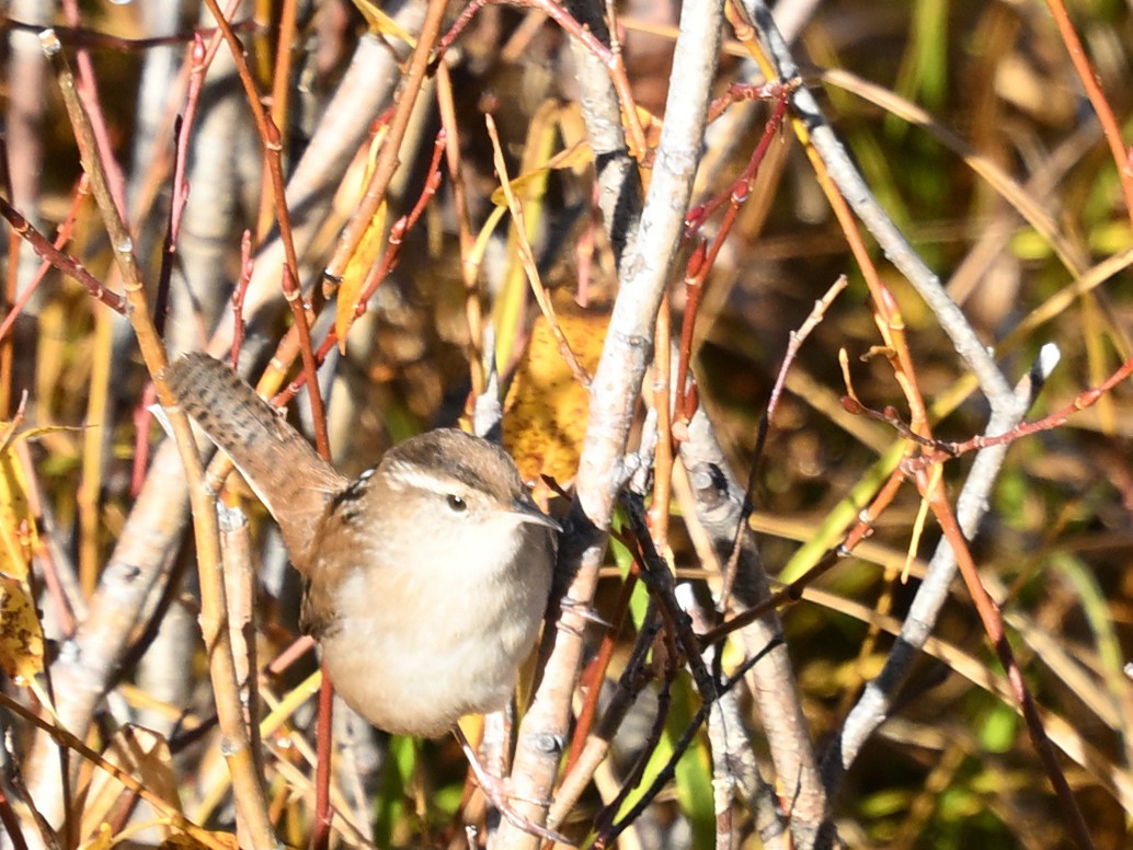 Marsh Wren - ML643694510
