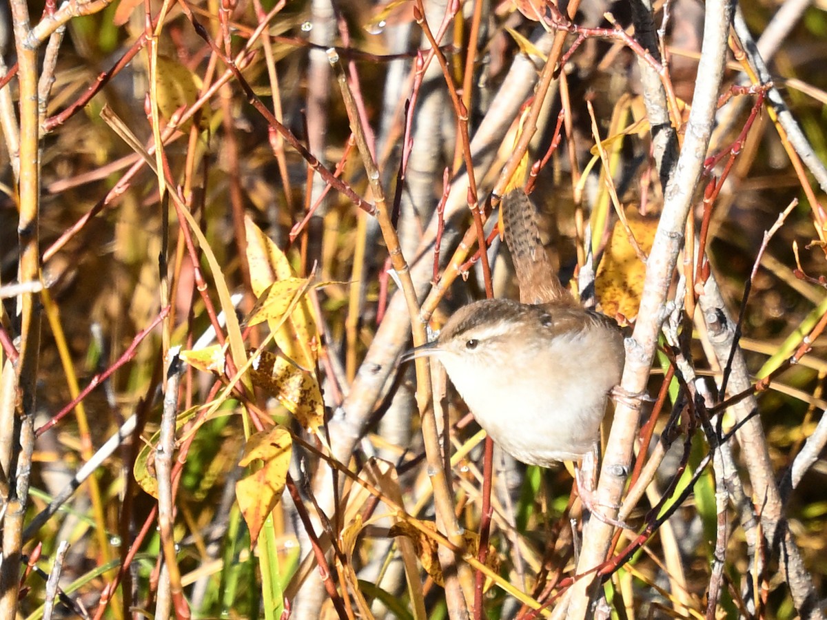 Marsh Wren - ML643694511