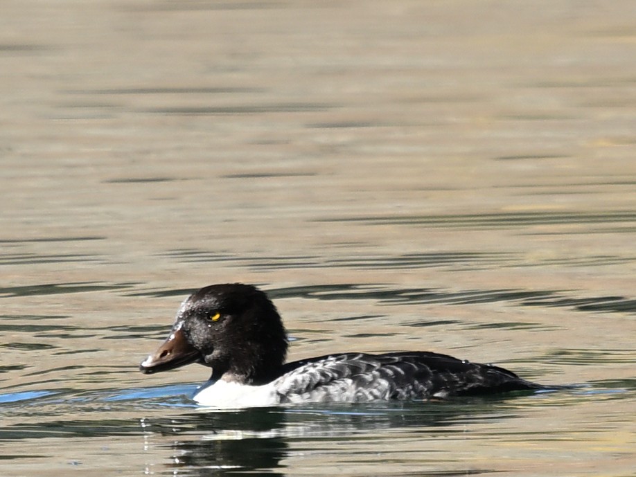 Common Goldeneye - ML643694519