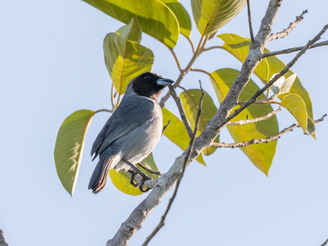 Чернолицая танагра - ML643694530