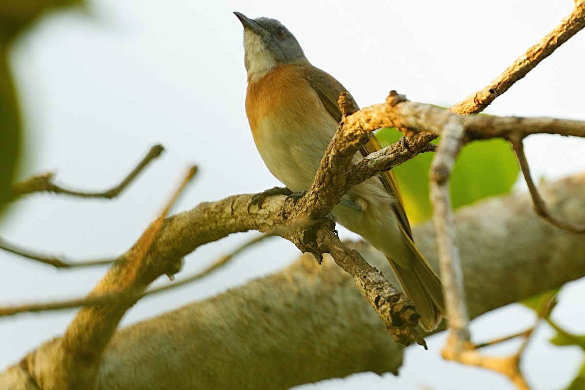 Rufous-banded Honeyeater - ML643694560