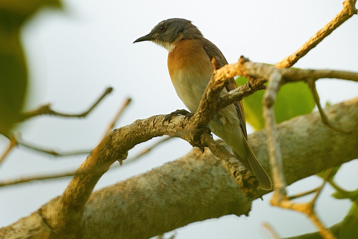 Rufous-banded Honeyeater - ML643694561