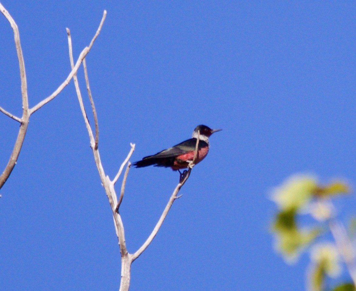 Lewis's Woodpecker - ML643694583