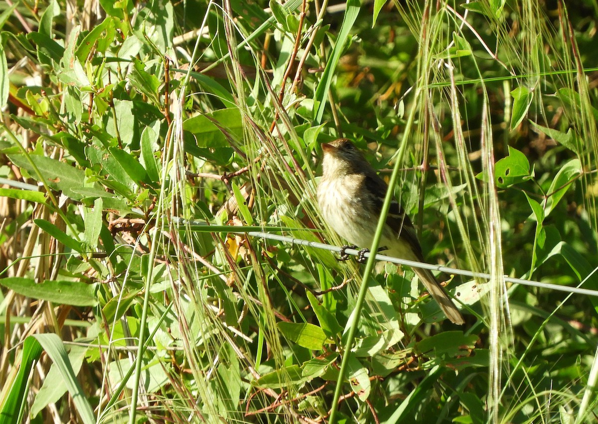 Bran-colored Flycatcher - ML643694588