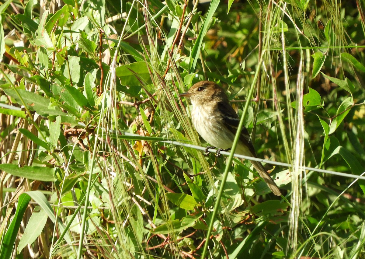 Bran-colored Flycatcher - ML643694589