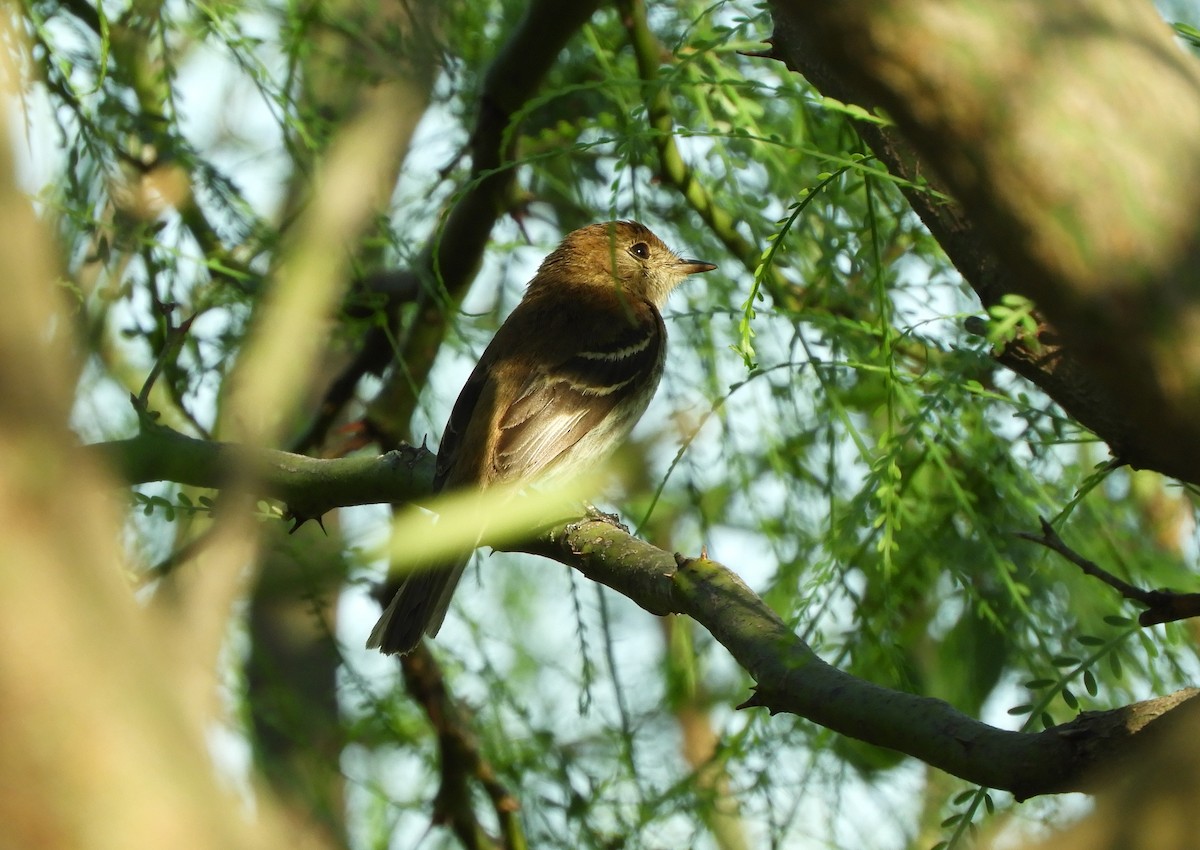 Bran-colored Flycatcher - ML643694590