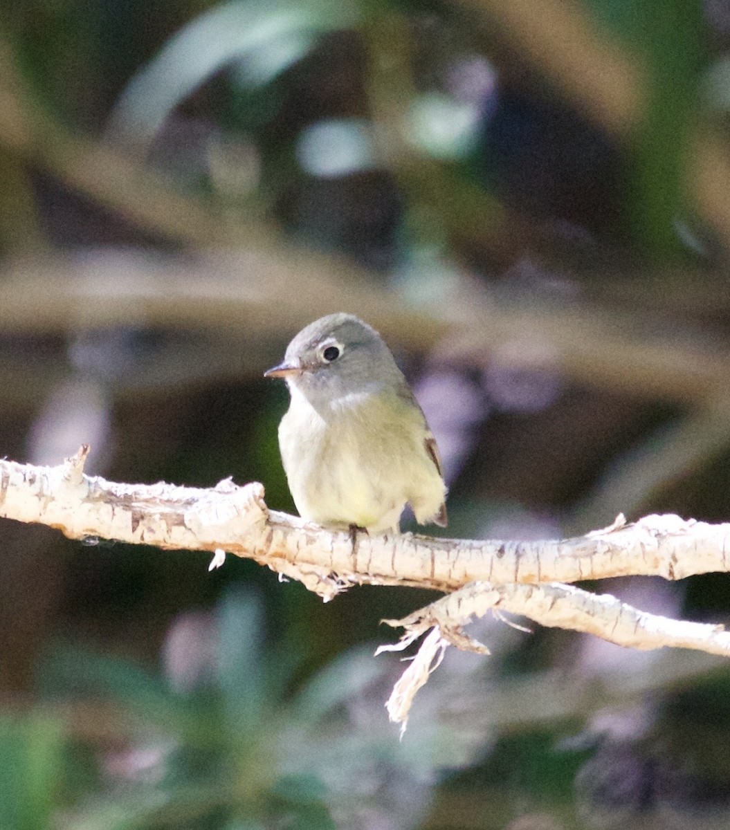 Hammond's Flycatcher - ML643694594
