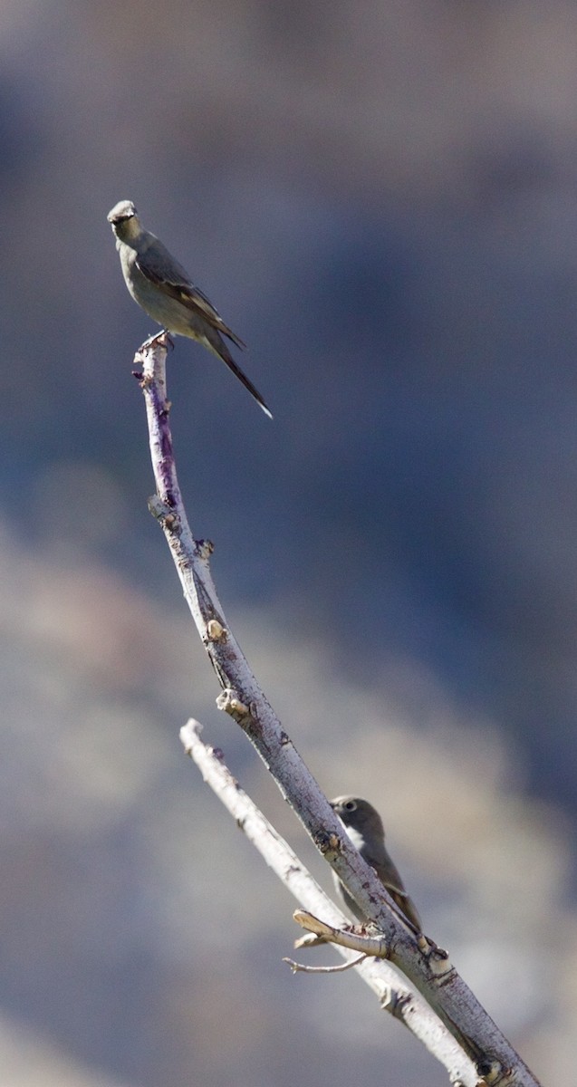 Townsend's Solitaire - ML643694601