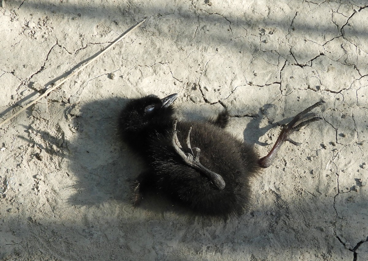 Plumbeous Rail - ML643694606