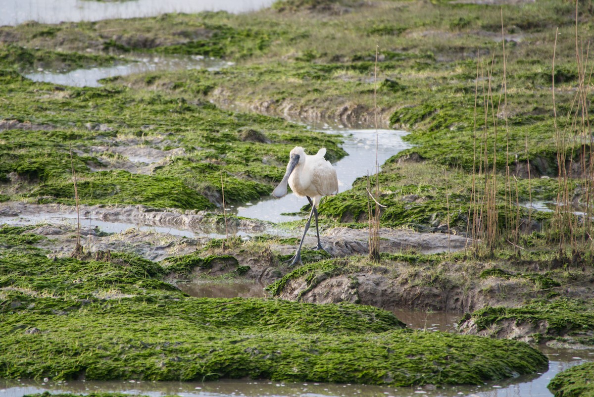 Royal Spoonbill - ML643694617