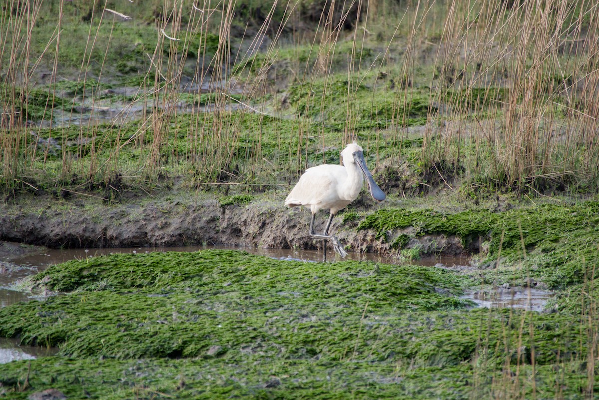 Royal Spoonbill - ML643694619