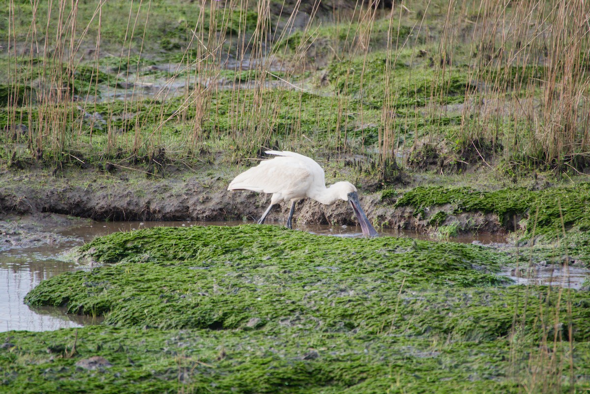 Royal Spoonbill - ML643694621