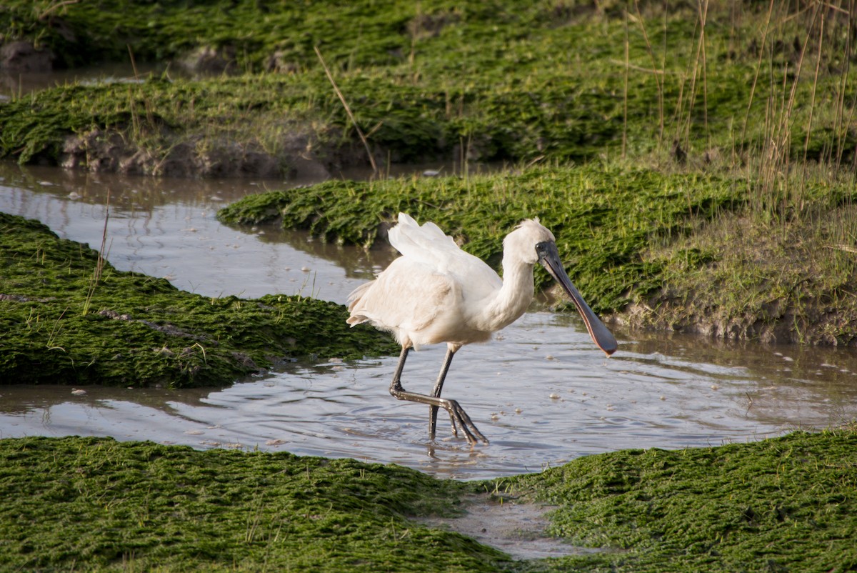 Royal Spoonbill - ML643694628