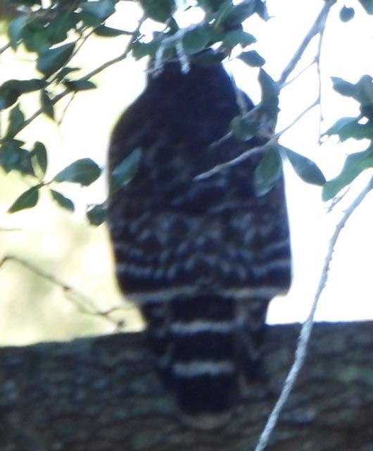 Red-shouldered Hawk - ML643694629