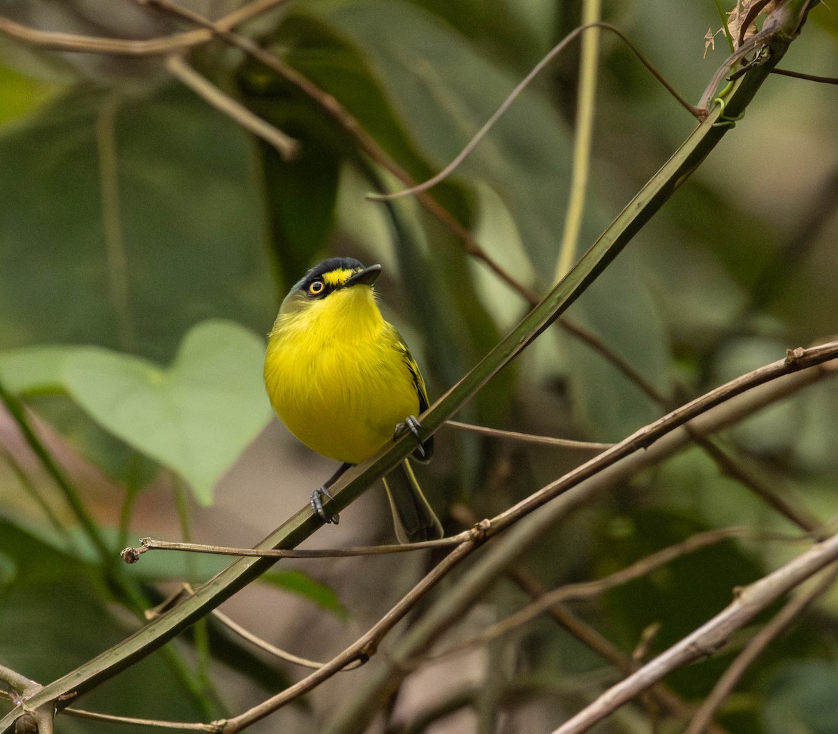Gray-headed Tody-Flycatcher - ML643694633