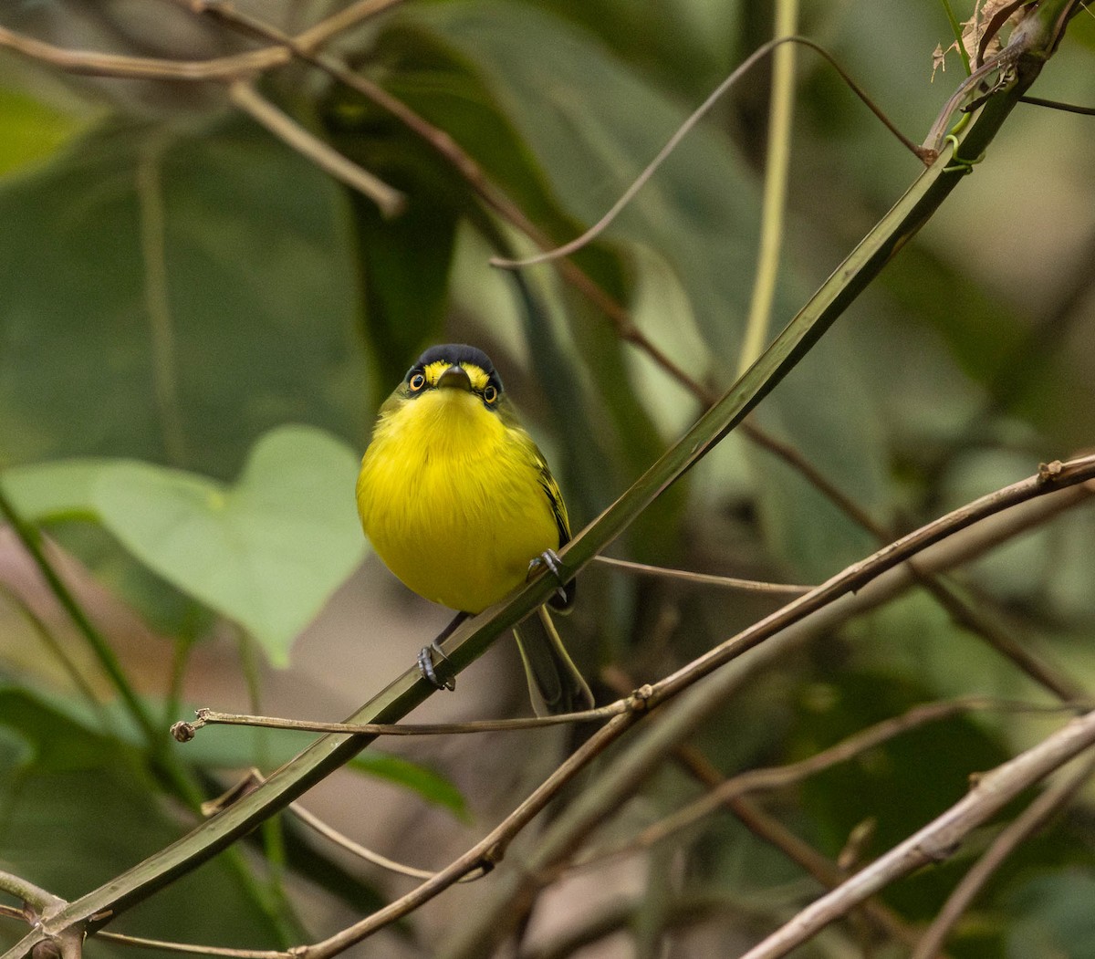Gray-headed Tody-Flycatcher - ML643694634